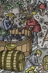 Récolte - vendanges - Calendrier du berger - Les travaux des mois - Octobre - Gravure sur bois du livre de 1496 imprimé par Guy Marchant à Troyes - Gravure sur bois dans "Le grand Calendrier et compost des bergers" - La récolte