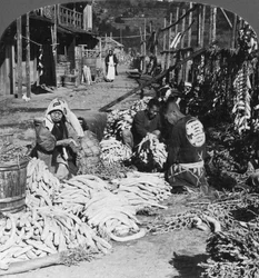 Tri et emballage de radis daikon japonais sur le front de mer, Atami, Japon, 1906