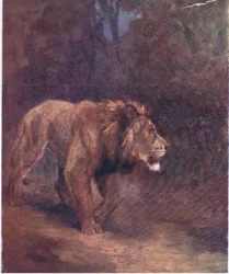 Un lion dans la forêt africaine