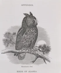 Chouette de Kennicott, de Alaska and its Resources, par William H. Dall, gravée par H. H. Nicholls, pub. 1870