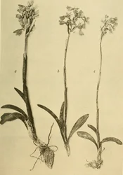 Annales du Musée royal d