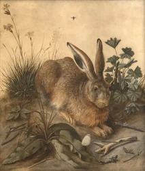 Le lièvre