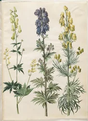 Aconitum lycoctonum (aconit du nord); Aconitum napellus (aconit napel); Aconitum anthora (aconit anthore)