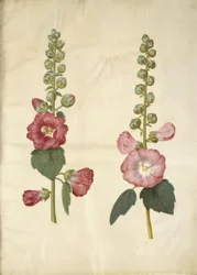 Alcea rosea (rose trémière)