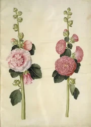 Alcea rosea (rose trémière)