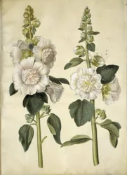 Rose trémière