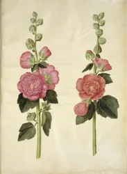 Alcea rosea