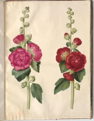 Alcea rosea (rose trémière)