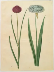 Allium sphaerocephalon (ail d