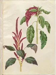 Amaranthus cruentus (amarante rouge) ; Amaranthus caudatus (amarante queue-de-renard)