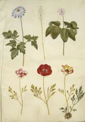 Anémone apennine (Anemone apennina); Tiarella cordifolia (tiarella cordifolia); Anémone trifolia (anémone trifolia); Renoncule d