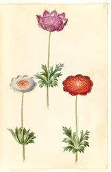 Anémone couronnée