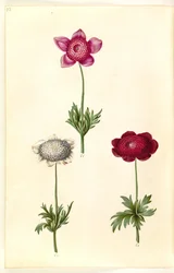 Anémone coronaria (anémone de France)