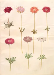 Anémone coronaria ; Anémone ×fulgens