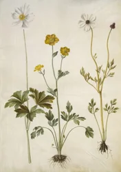 Anemone sylvestris (anémone des bois); Ranunculus monspeliacus (renoncule de Montpellier); Ranunculus asiaticus (renoncule des jardins)