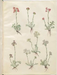 Antennaria dioica (pied-de-chat commun)