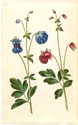 Aquilegia vulgaris (ancolie commune)