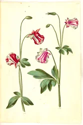 Aquilegia vulgaris (ancolie commune)
