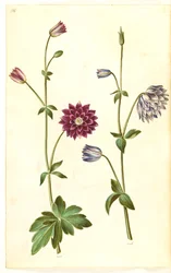 Ancolie commune (Aquilegia vulgaris)