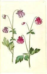 Aquilegia vulgaris (ancolie commune)
