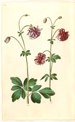 Ancolie commune (Aquilegia vulgaris)