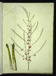 Asperge officinale