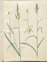 Bromus hordeaceus (orge molle); Phalaris arundinacea (herbe à ruban)