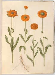 Calendula officinalis (souci des jardins)