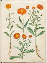 Calendula officinalis (souci officinal)