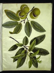Castanea sativa (châtaignier)