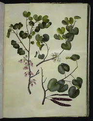 Cercis siliquastrum (arbre de Judée commun)