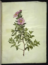 Cistus creticus (ciste de Crète)