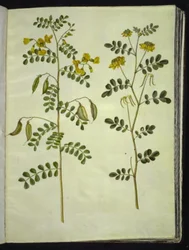 Colutea arborescens (baguenaudier); Hippocrepis emerus (coronille arbrisseau)