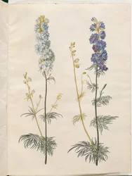 Consolida ajacis (delphinium des jardins)