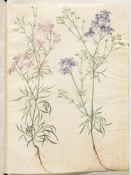 Consolida regalis (pied d