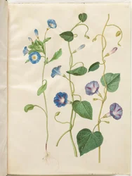 Convolvulus tricolor (jupe de la vierge); Ipomoea purpurea (gloire du matin pourpre)