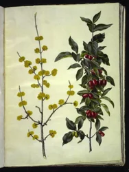 Cornus mas (cornouiller mâle)