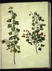 Crataegus laevigata (aubépine commune)