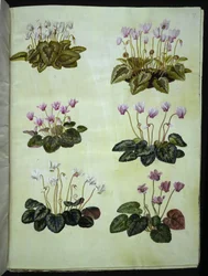 Cyclamen hederifolium (cyclamen à feuilles de lierre); Cyclamen purpurascens (cyclamen pourpre)