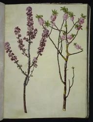 Daphne mezereum (bois-joli)