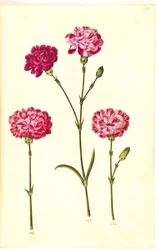 Dianthus caryophyllus (œillet)