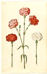 Dianthus caryophyllus (œillet de jardin)