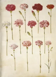 Dianthus caryophyllus (œillet)