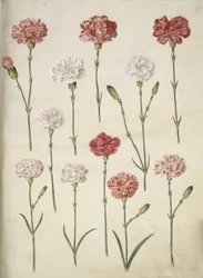Dianthus caryophyllus (œillet de jardin)
