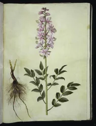 Dictamnus albus (dictame blanc)