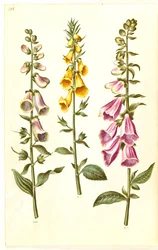 Digitalis purpurea (digitale pourpre); Digitalis grandiflora (digitale à grandes fleurs)