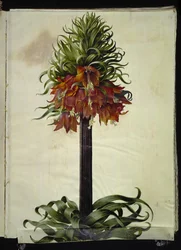 Fritillaria imperialis (couronne impériale)