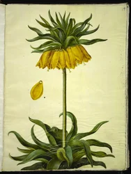Fritillaria imperialis (couronne impériale)