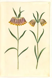 Fritillaria meleagris (fritillaire pintade)