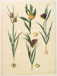 Fritillaria meleagris ; Fritullaria lutea eller Fritullaria latifolia var lutea ; Fritillaria pyrenaica